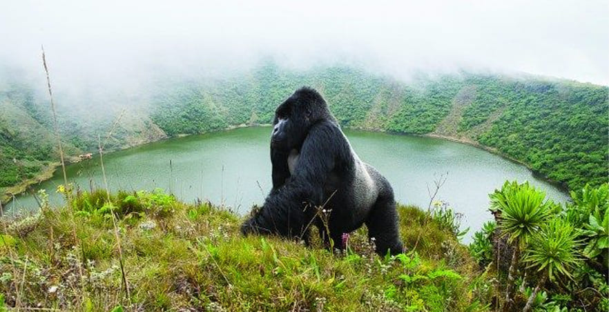 Gorilla Trekking Tours