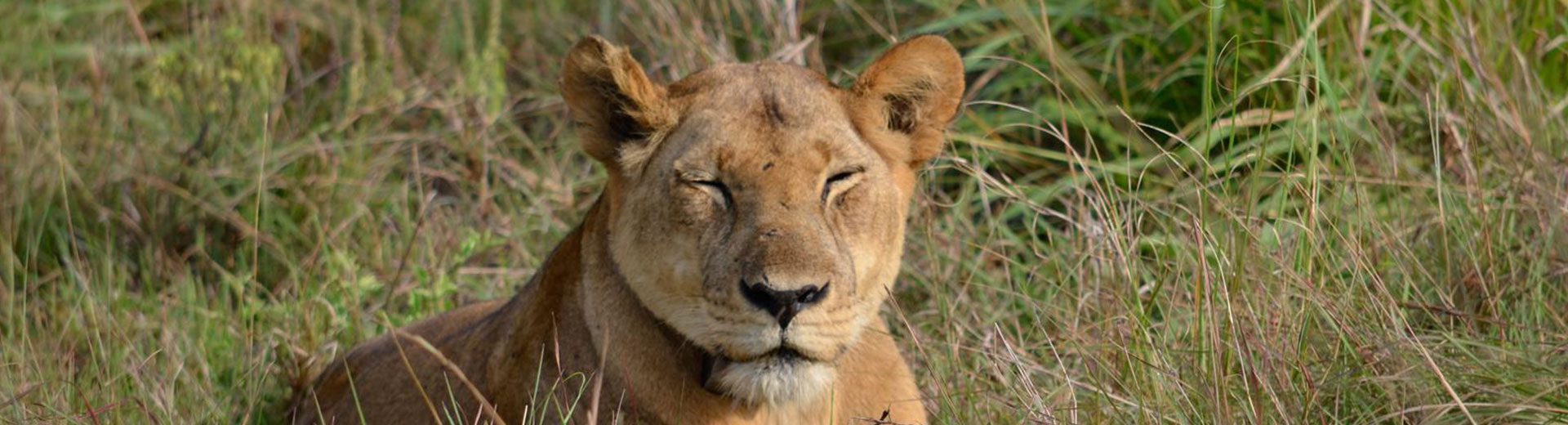 The Best Safari in Kenya