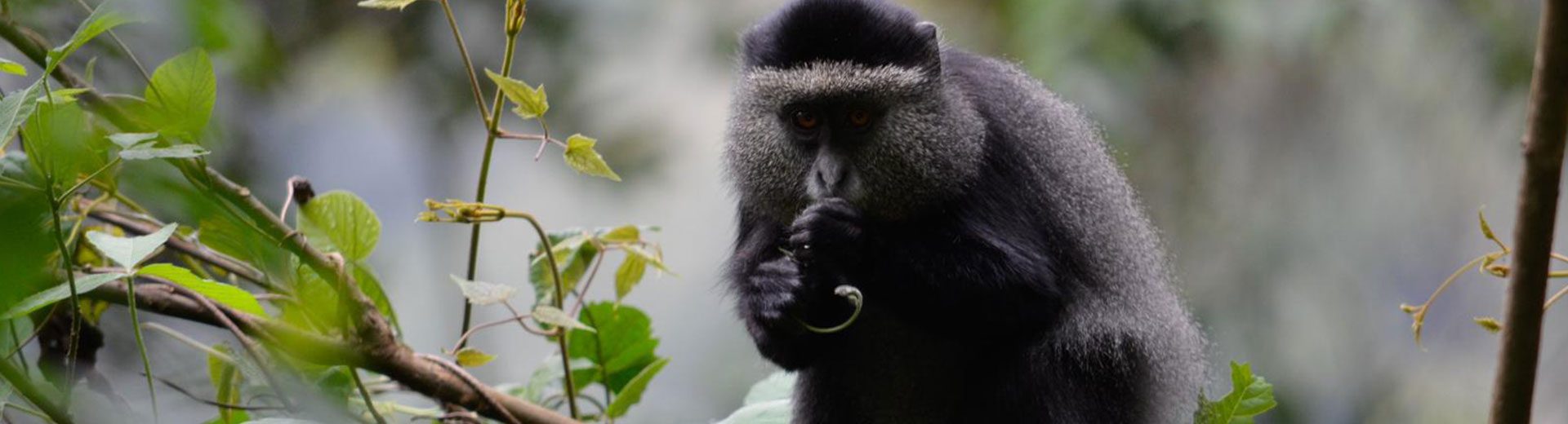 Venture Into Uganda’s Wilderness